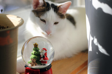 Japanese Bobtail cat looking at a Christmas snow globe by the window