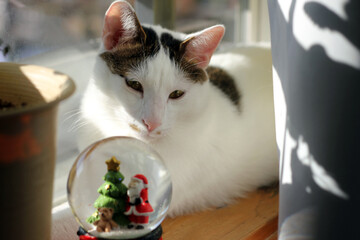 Japanese Bobtail cat looking at a Christmas snow globe by the window