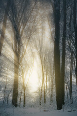 sun rays in magical winter forest at sunset