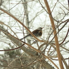 A brown blackbird sits on a branch. One thrush in wild life. Birds in the winter forest.