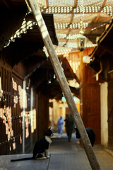 Cat by a ladder in Medina, Fez, Morocco