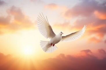 Obraz premium white dove flying in the sky.