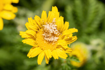 Yellow daisy flower in the garden. Shallow depth of field.