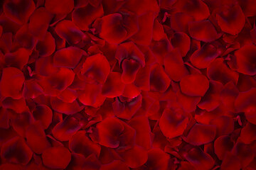 Red rose petals. Flat lay