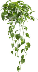 Side view of potted houseplant