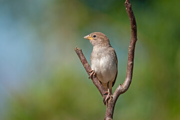 Female house sparrow (Passer domesticus) on a branch. Blurred background.