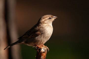 Side view of a cute house sparrow. Blurred dark background (Passer domesticus).