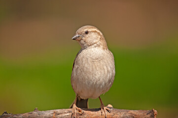 Female House Sparrow (Passer domesticus) on a branch. Green blurred background.