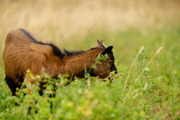 Naklejka na ściany i meble A brown young goat grazes in a meadow. Breeding small ornamental goats.
