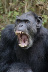 口を大きく開くチンパンジーのオス