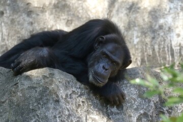 伏せて見つめるチンパンジーのオス