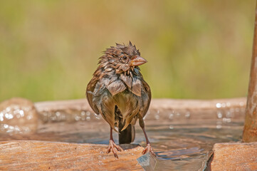 Wild male House Sparrow (Passer domesticus) bathing in water. Blurred background.