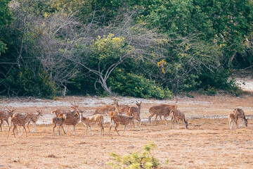 a group of deers in yala national park, sri lanka