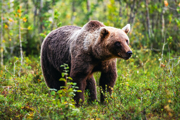 Fototapeta premium brown bear in the forest