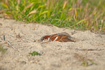 Male house sparrow (Passer domesticus) taking a sand bath.