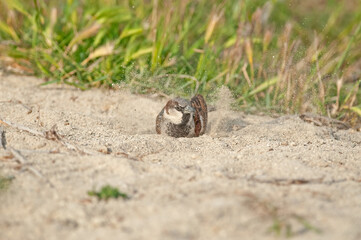 Male house sparrow (Passer domesticus) taking a sand bath.