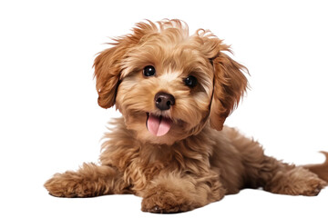 Maltipoo Puppys Smile on Transparent Background, PNG, Generative Ai