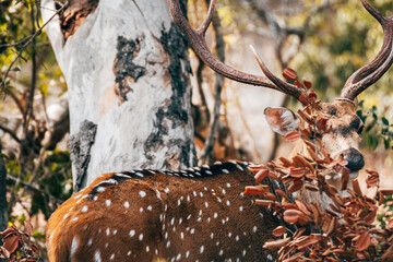 a deer in yala national park, sri lanka - obrazy, fototapety, plakaty