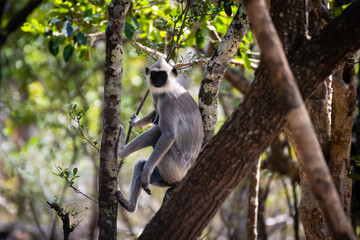 group of langur monkeys up on a tree