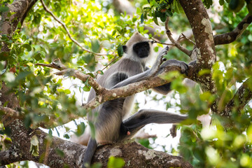 group of langur monkeys up on a tree - obrazy, fototapety, plakaty
