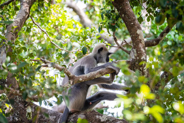 group of langur monkeys up on a tree - obrazy, fototapety, plakaty