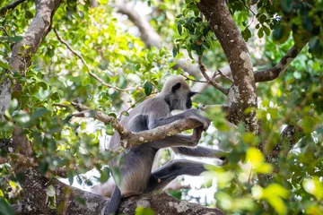 Foto op Aluminium group of langur monkeys up on a tree © jon_chica