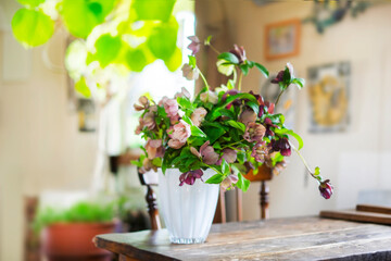 紫色のクリスマスローズ