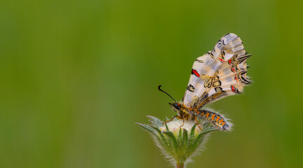 scalloped butterfly on plant, Eastern Steppe Festoon, Zerynthia deyrollei