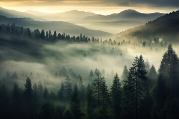 .Lush Green Pine Trees in Autumn Fog