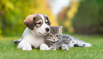 Adorable puppy and kitten lying together - obrazy, fototapety, plakaty