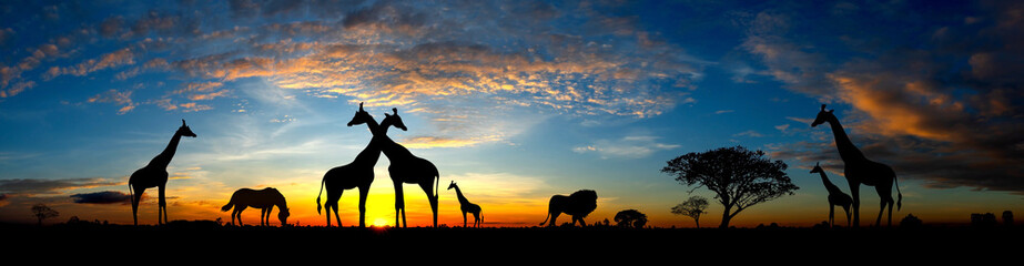 Fototapeta na wymiar Panorama silhouette Giraffe family and tree in africa with sunset.Tree silhouetted against a setting sun.Typical african sunset with acacia trees in Masai Mara, Kenya