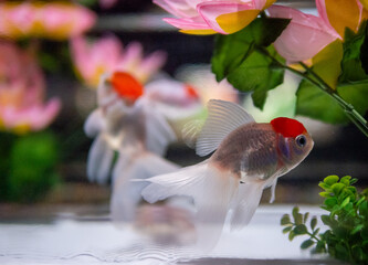 アクアリウム　金魚