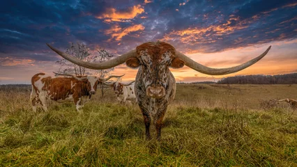 Foto op Plexiglas Longhorn cow.  © David