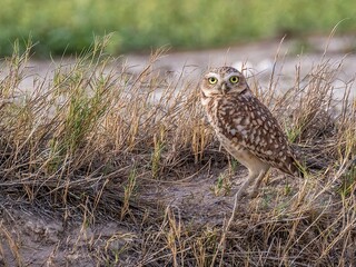 Burrowing Shoco Owl