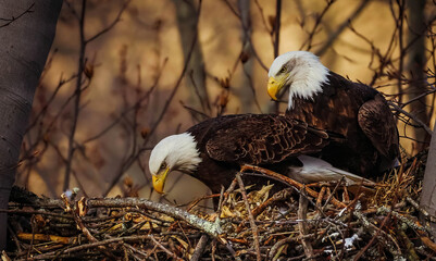 Bald Eagle family