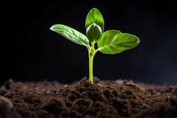Young tree seedling in soil symbolizing forest restoration isolated on a gradient background 
