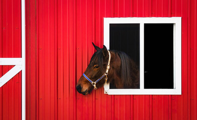 Horse in a Red Barn. © David