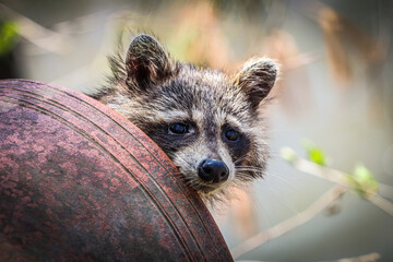 Raccoon in a water pipe.
