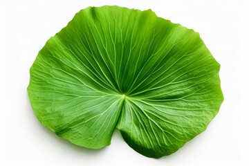 Single lotus leaf isolated with paths