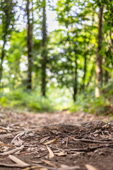 Wandering in the Enchanted Forest: A Sunlit Path of Adventure