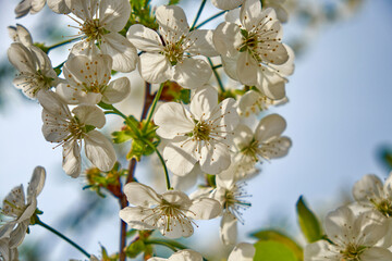 In a celebration of spring, a cherry tree wears a crown of pristine white flowers on its branches,...