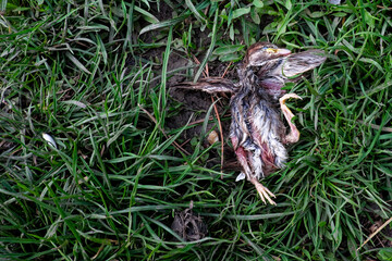 The image shows a deceased bird lying on a grassy surface. The little sparrow chick fell out of the nest and died.