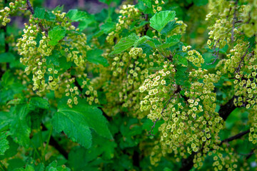 A photo of green leaves and yellow flowers on a bush. Branches of a flowering bush of red currant.