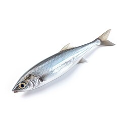 Naklejka premium Sardine