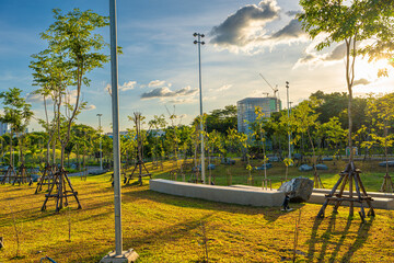 Obraz premium Green city park tropical tree forest sky with cloud