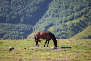 A horse grazes on a lawn in a mountainous area. The horse eats grass.