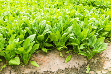 View of Fresh Spinach growing in a vegetable garden in Yunlin, Taiwan.