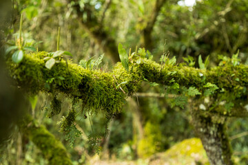 moss on the tree