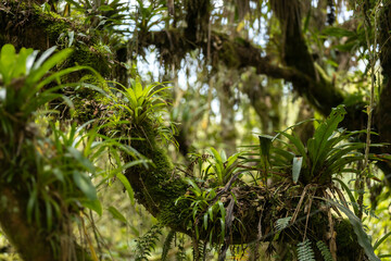 Naklejka premium trees in the forest