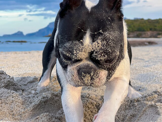 Boston Terrier portrait at the seaside at the beach